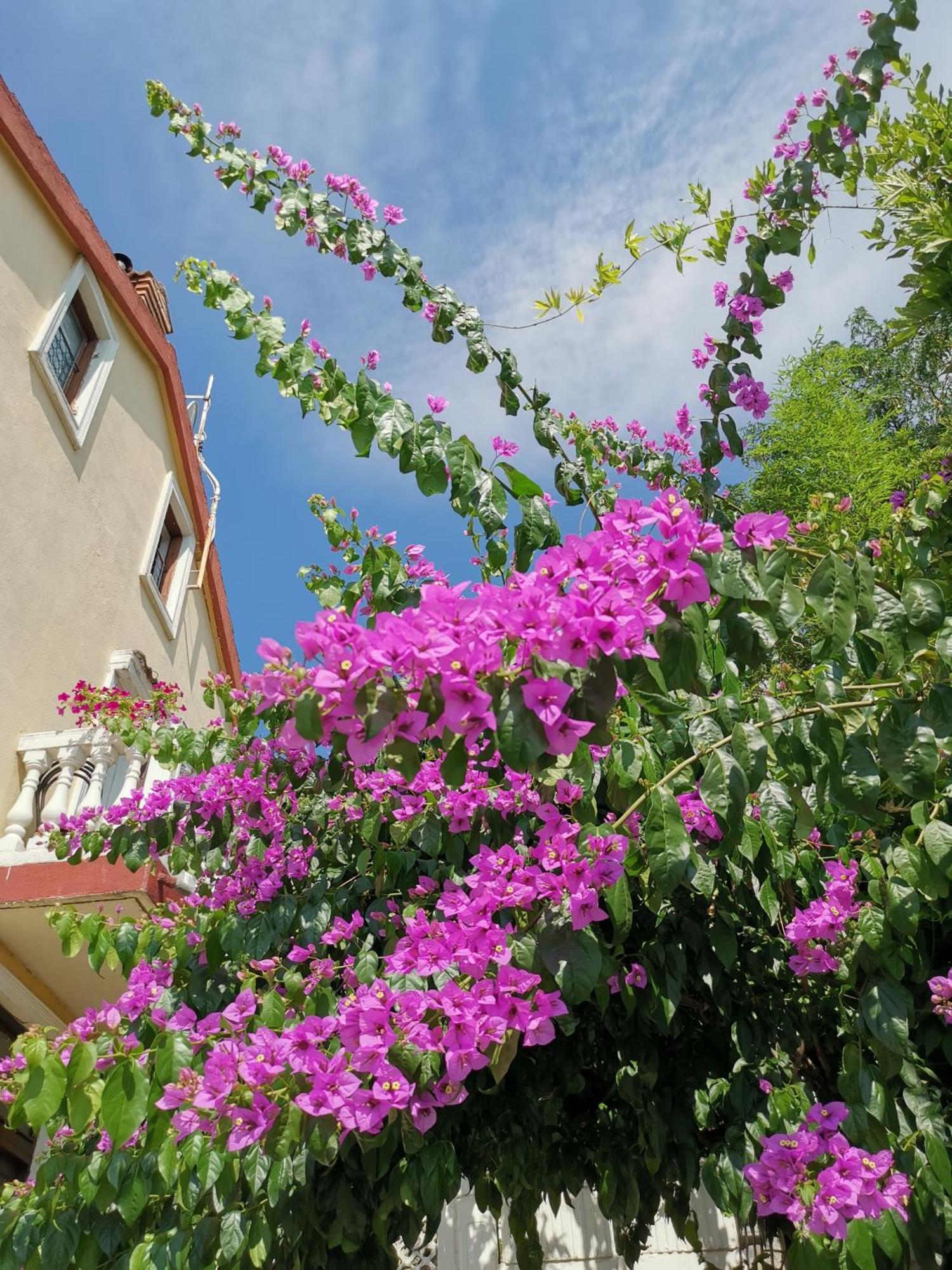 Ginko House Lägenhet Opatija Exteriör bild